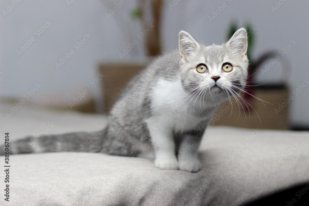 Adorable fluffy little Scottish straight grey tabby cat in bed