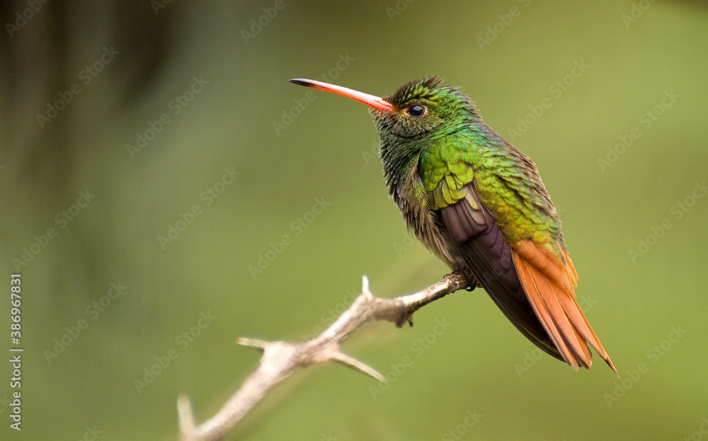 Fototapeta premium Rufous-tailed Hummingbird, Amazilia tzacatl