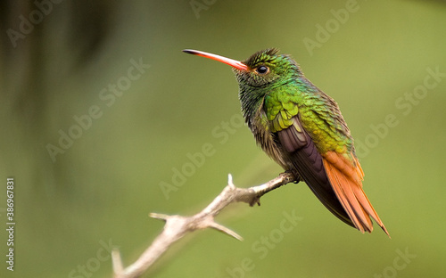 Rufous-tailed Hummingbird, Amazilia tzacatl © AGAMI