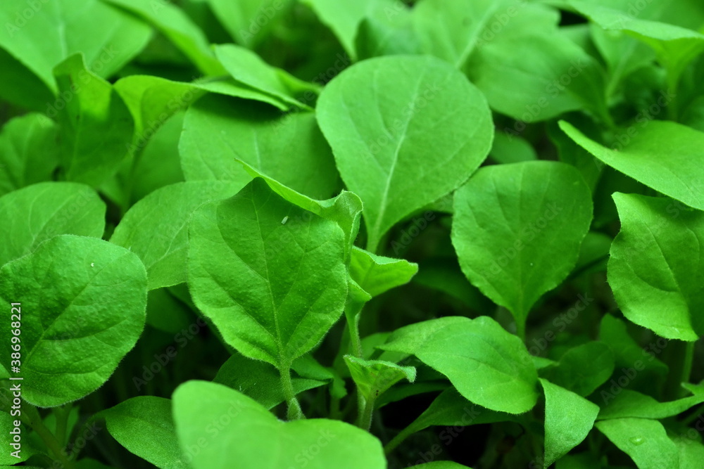 green background close up of the mustard leaves green background close up of the mustard leaves