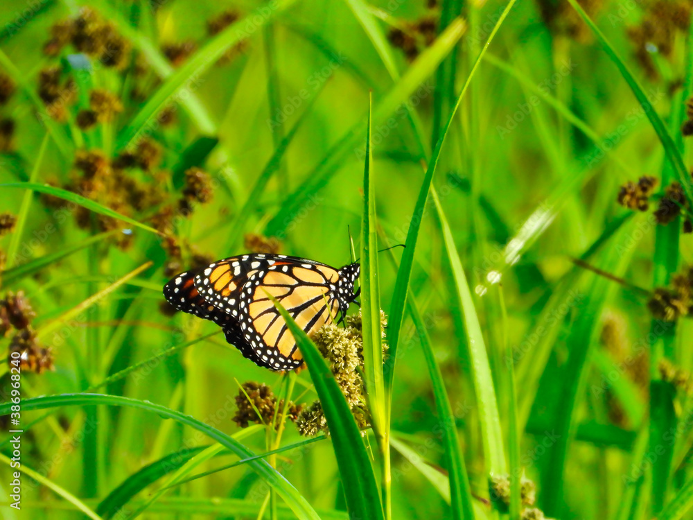 Monarch Butterfly Showing Underside of Wing on a Wildflower Among Blades of Grass with Beads of Water on Them at Sunrise on a Summer Morning Closeup Macro Monarch Butterfly Showing Underside of Wing on a Wildflower Among Blades of Grass with Beads of Water on Them at Sunrise on a Summer Morning Closeup Macro