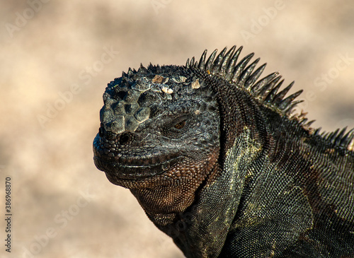 Marine Iguana  Amblyrhynchus cristatus