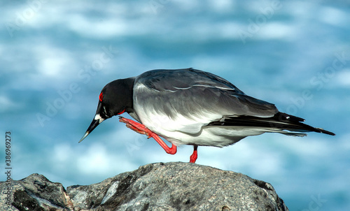 Swallow-tailed Gull, Creagrus furcatus photo