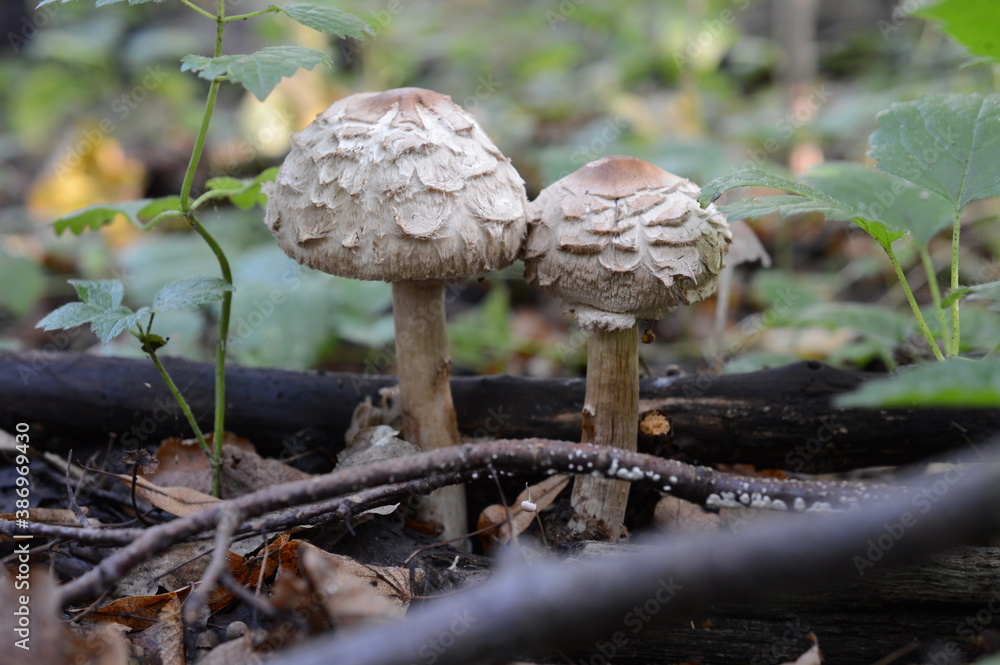 Mushrooms Mushrooms