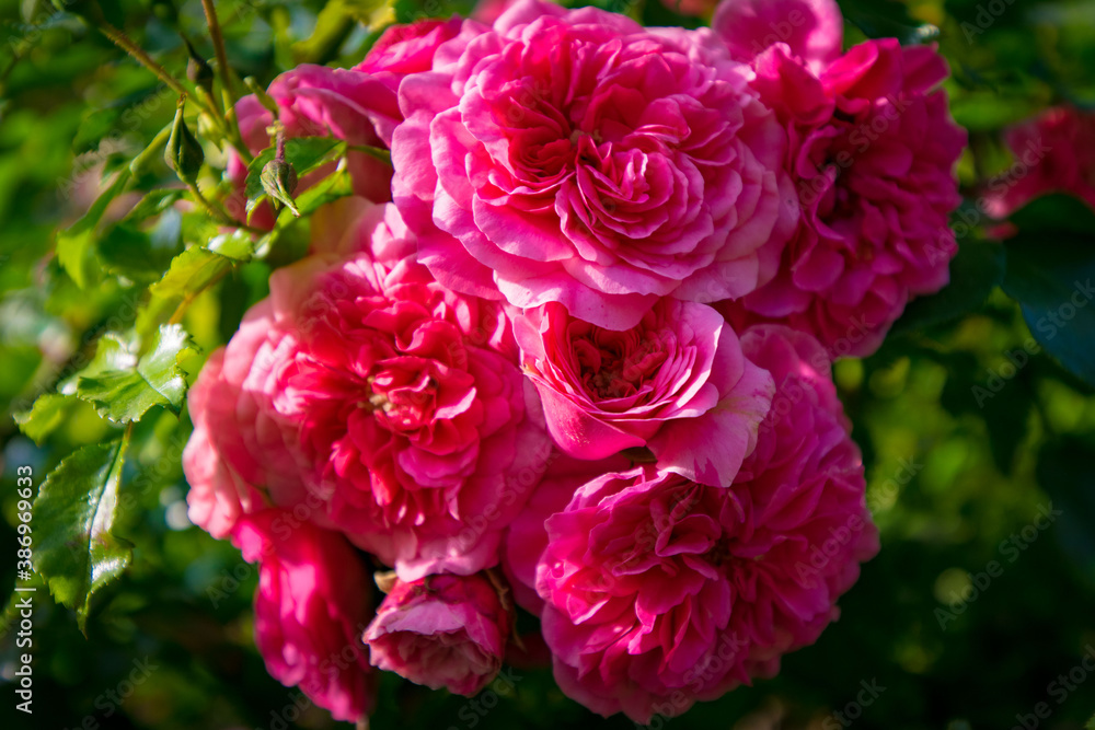 Fototapeta premium pink and white roses
