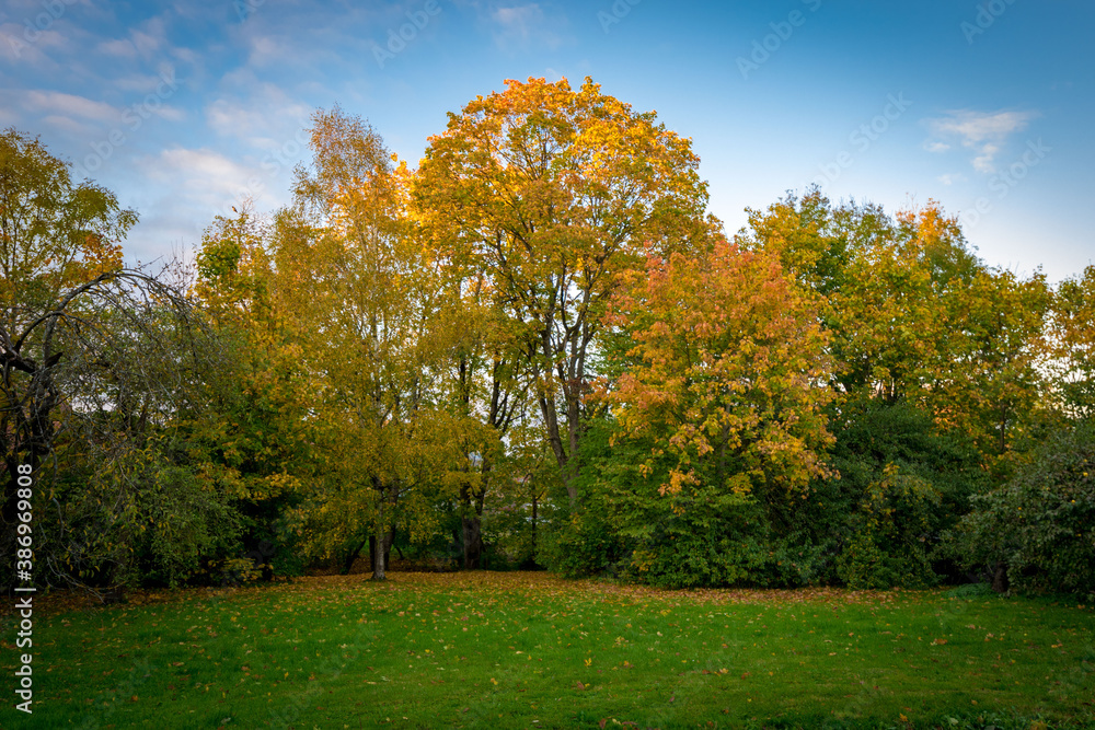 Naklejka premium autumn in the park