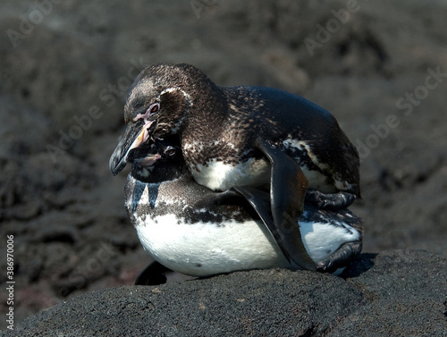 Galapagos Penguin, Spheniscus mendiculus photo