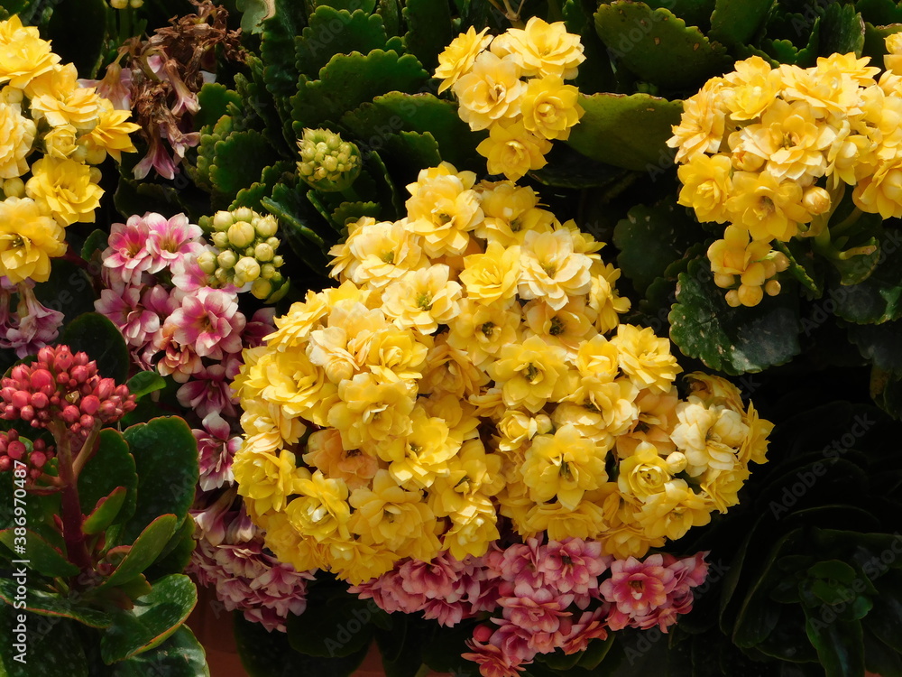Kalanchoe, yellow and pink flowers, in a garden Kalanchoe, yellow and pink flowers, in a garden