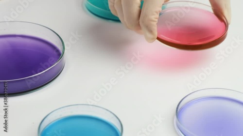 Moving over Petri dishes and chemist changes samples in microchemical analysis.  photo