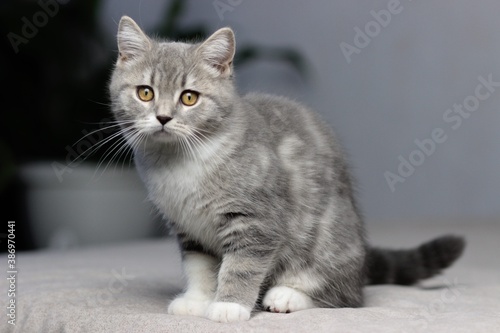Adorable fluffy little Scottish straight grey tabby cat in bed © Katrin