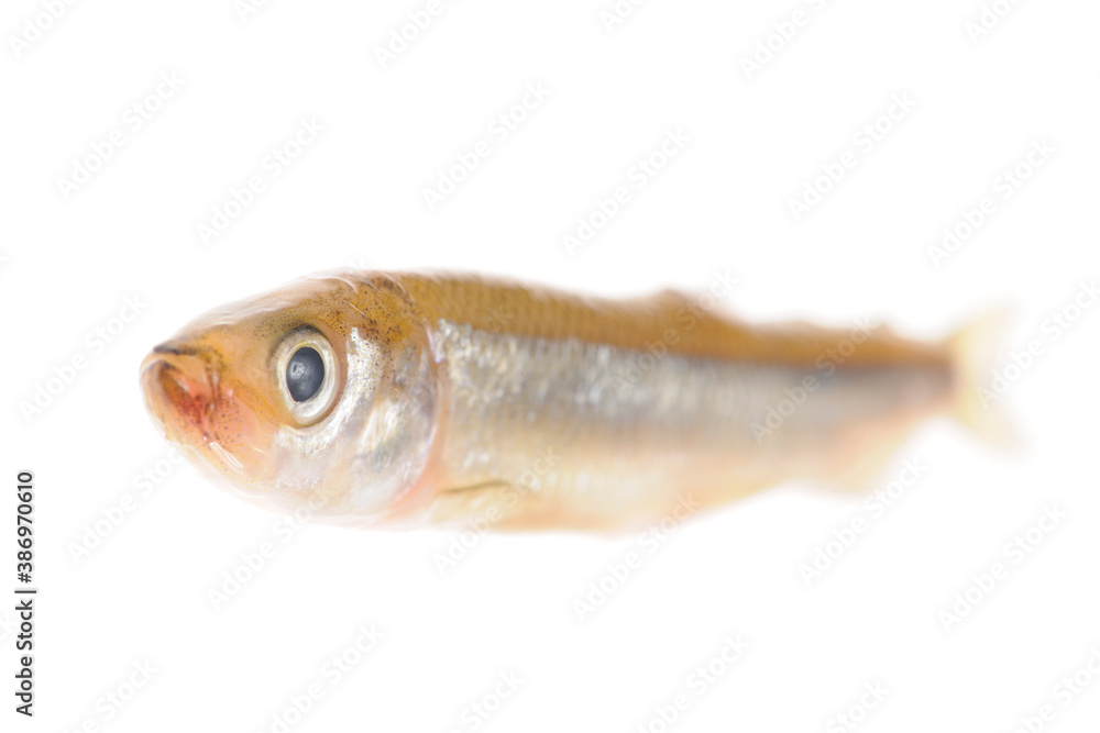 白バックに公魚 白バックに公魚