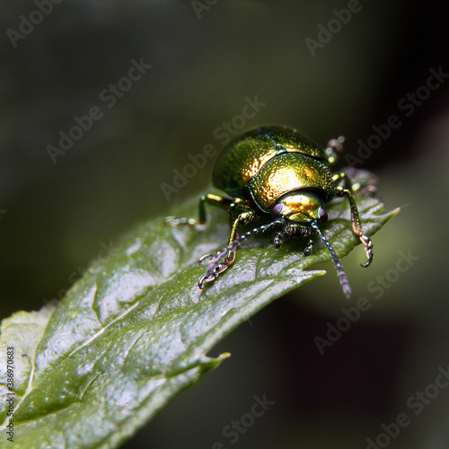 Beetle Chrysolina fastuosa © 7wwolf7