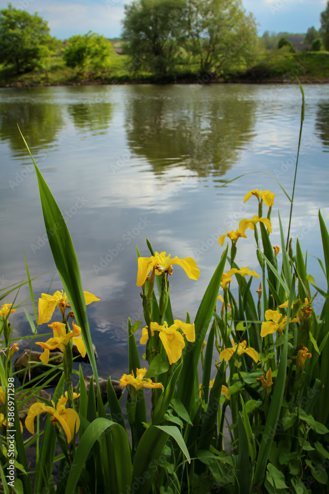Nahaufnahme, Portrait von gelben Wasserlilien an einem Flussufer.