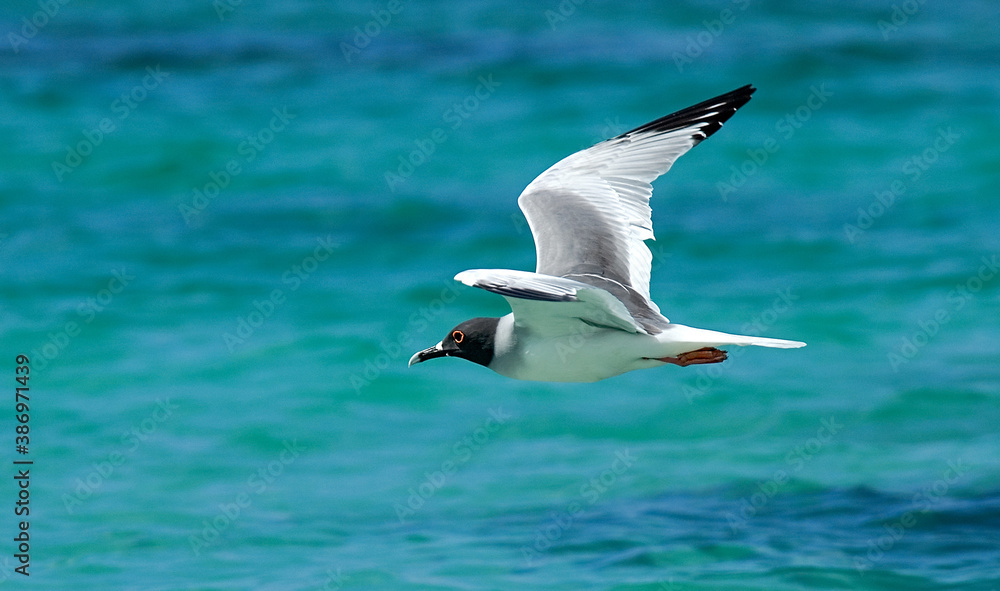 Swallow-tailed Gull, Creagrus furcatus Swallow-tailed Gull, Creagrus furcatus