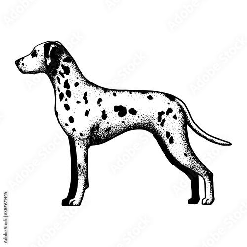 Realistic dalmatian dog. Dog breed - Vector illustration