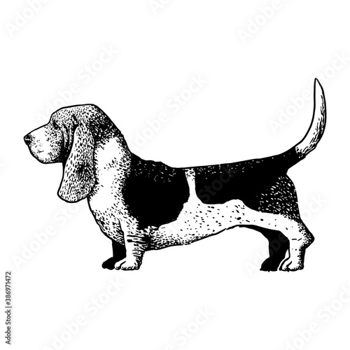 Realistic basset hound. Dog breed - Vector illustration