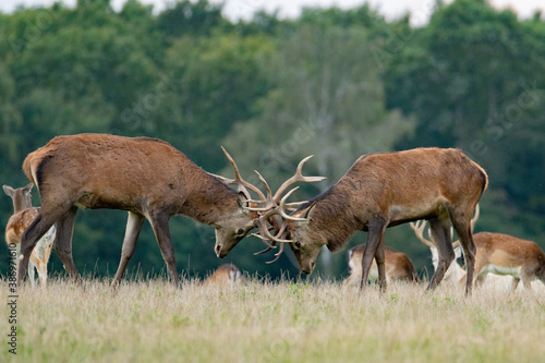 Fighting red deer stag