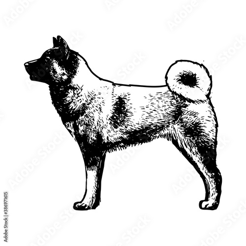 Realistic norwegian elkhound. Dog breed - Vector illustration