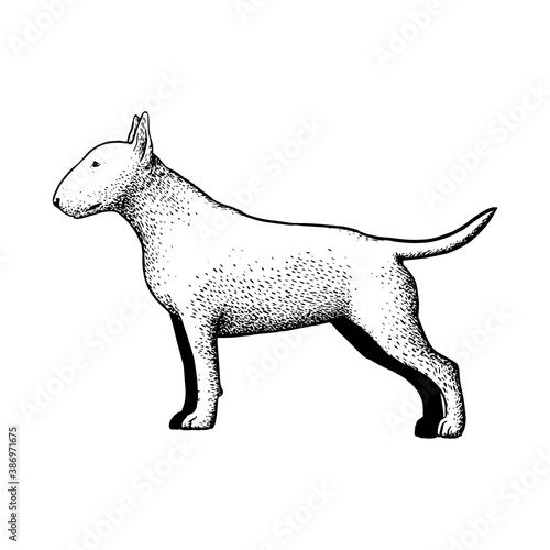 Realistic bull terrier. Dog breed - Vector illustration