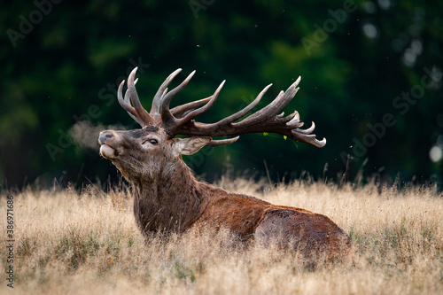 Roaring red deer stag