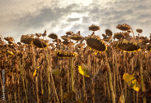 dried sunflower heads, crops are waiting to be harvested at evening
