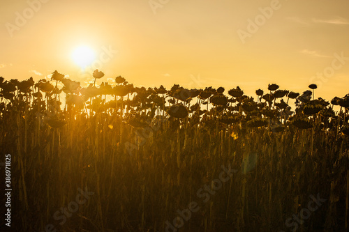 dried ripe sunflowers in the field, silhouette on the evening sky background