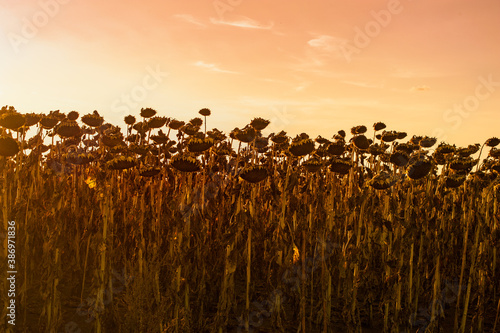 dried ripe sunflowers in the field, silhouette on the evening lights