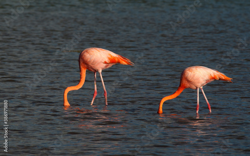 American Flamingo  Phoenicopterus ruber