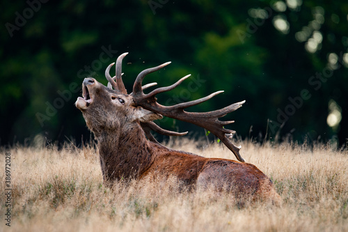 Roaring red deer stag