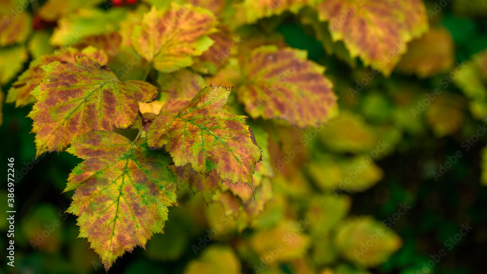 Autumn forest leafs turning red and golden. Autumn forest leafs turning red and golden.