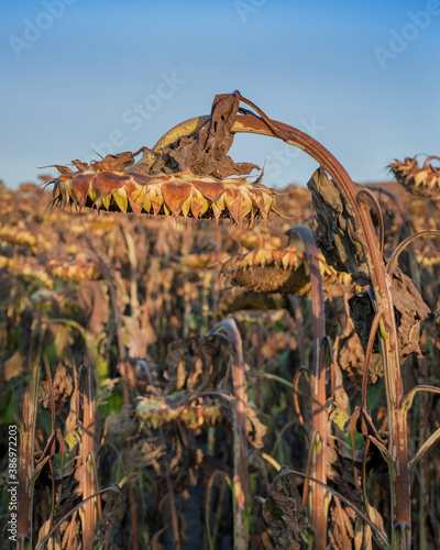 Closeup of dried ripe sunflowers awaiting harvest