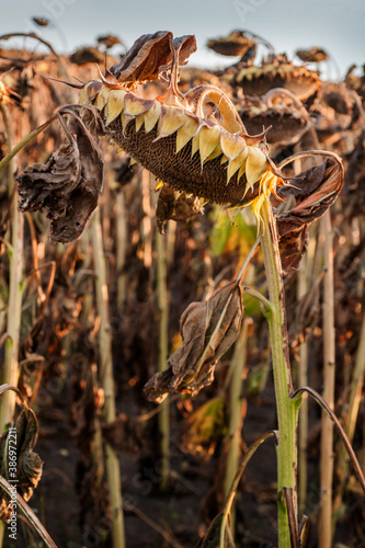 Closeup of dried ripe sunflower head , agricultural crops