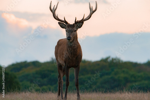 Beautiful red deer stag
