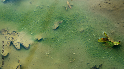 Fotografia transparent Nematomorpha worms appearing in puddle after rain