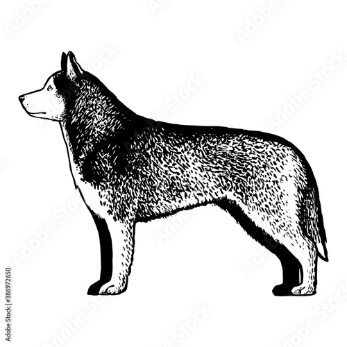 Realistic Siberian Husky. Dog breed - Vector illustration