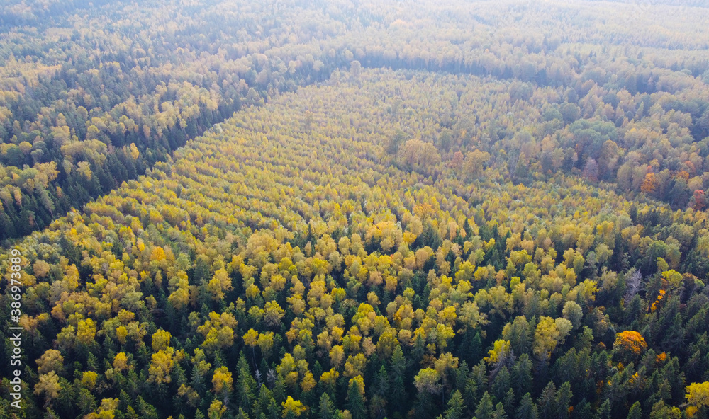 Top view of autumn forest landscape with yellow and green trees
