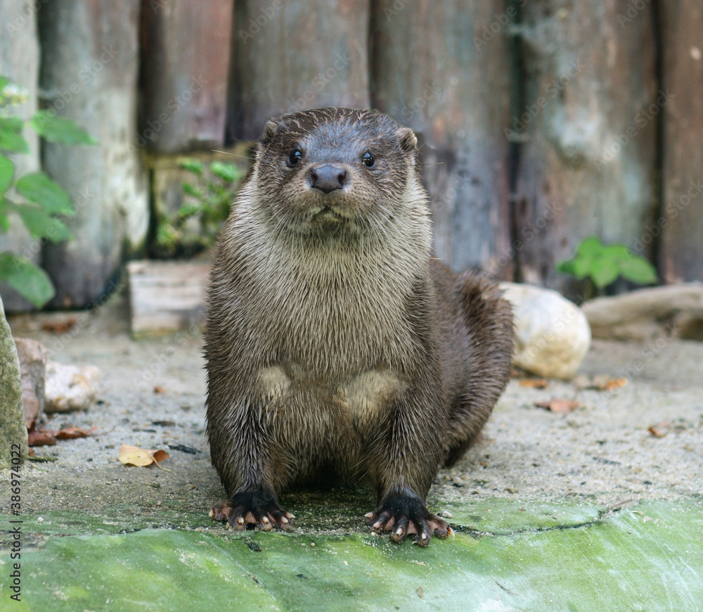 Eurasian otter (Lutra lutra). Portrait