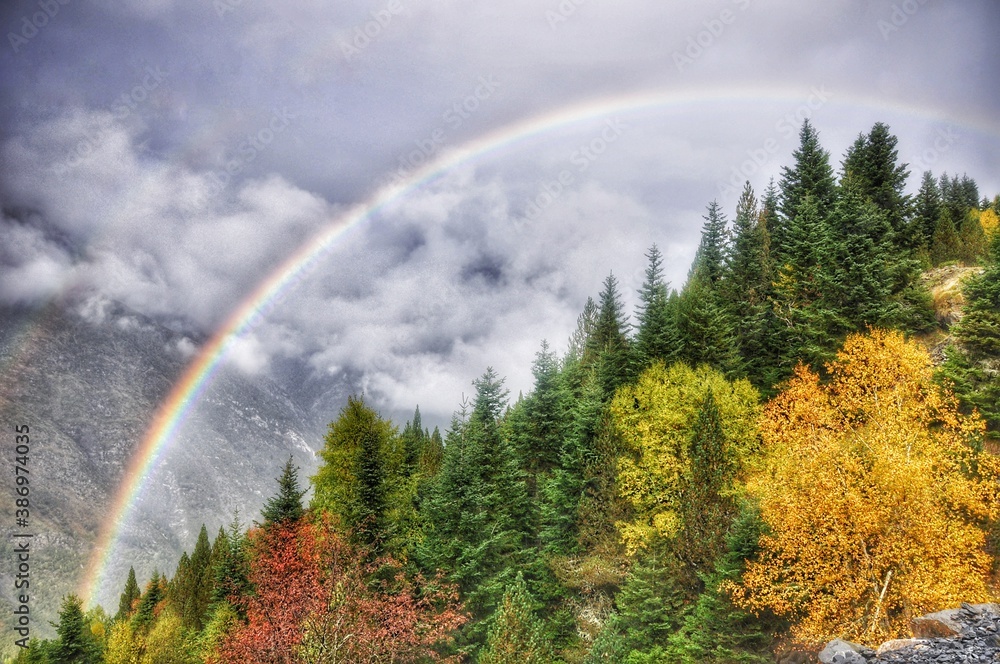 rainbow in the forest rainbow in the forest