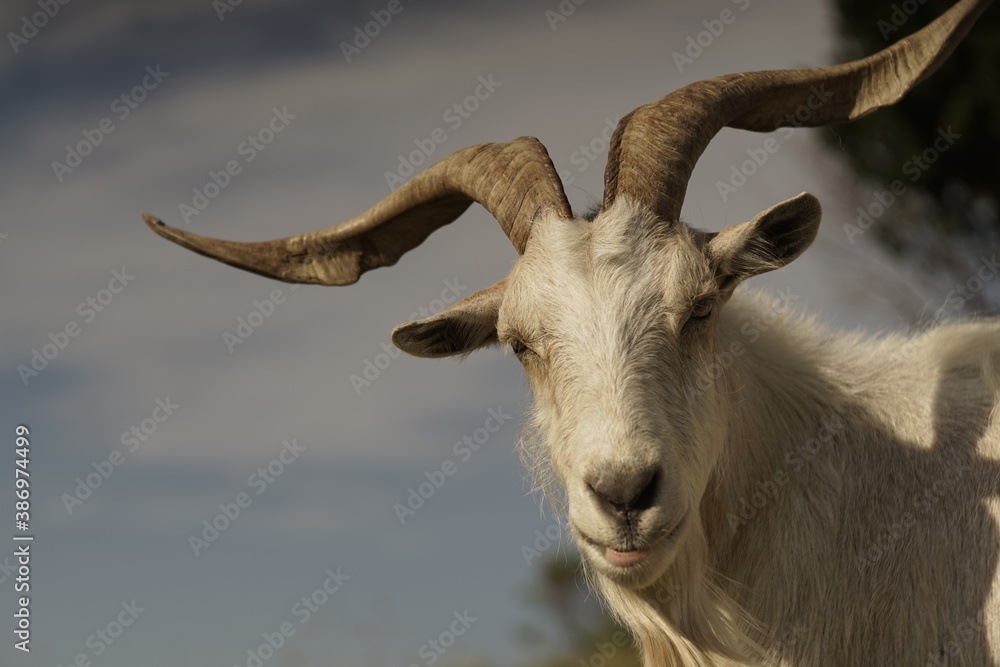 Domestc white male goat with large semi straight horns roaming around in the field 