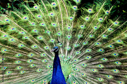 Beautiful peacock with feathers out on display