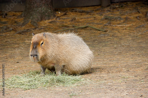 Solo Capybara in the Forest