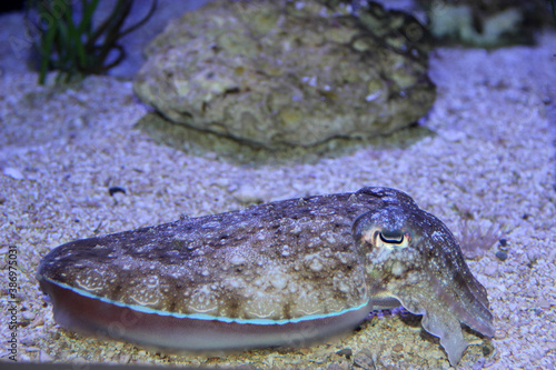 Close up of cuttlefish hovering with its fin fringe