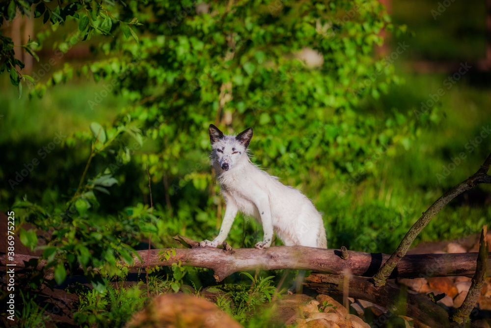 White fox walks in nature in the reserve