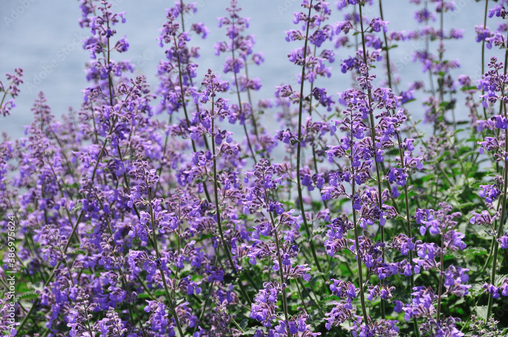 Naklejka premium ラベンダー