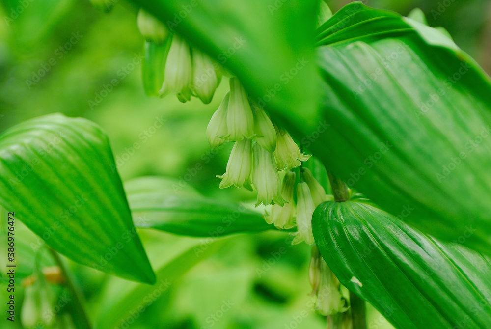 Obraz premium ナルコユリ