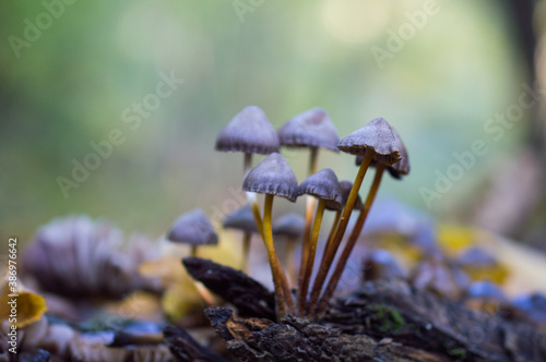 mushrooms in the forest