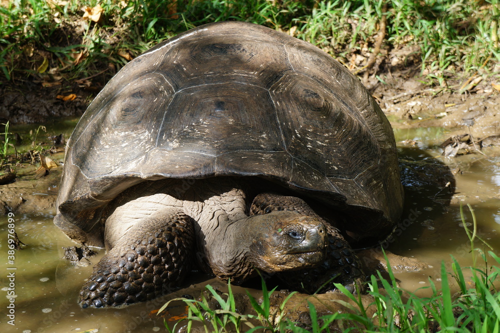 Fototapeta premium TORTUGA DE GALÁPAGOS