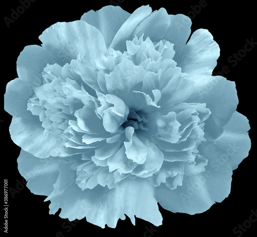 peony flower gray  isolated on the black background..  Close-up. Nature. © nadezhda F