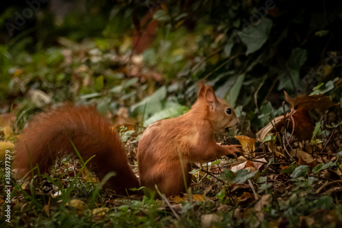 a squirrel gathering nuts