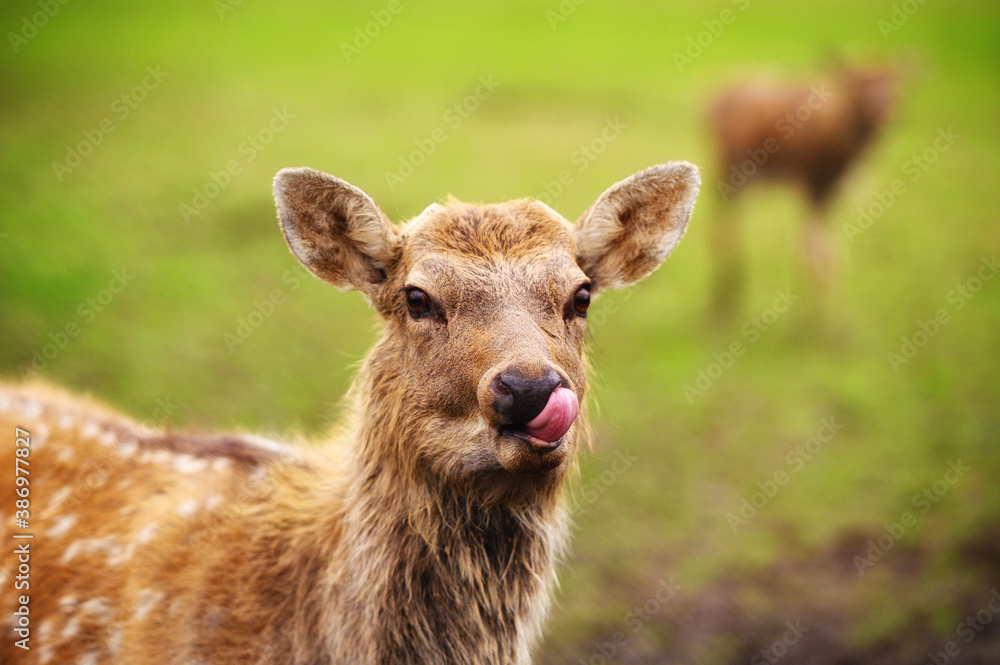 Fototapeta premium Wild white-tailed deer in a field. Closeup portrait.